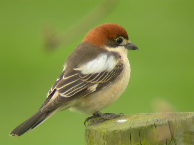 Woodchat Shrike