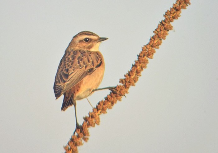 Whinchat