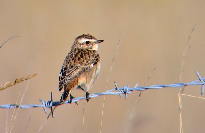 Whinchat