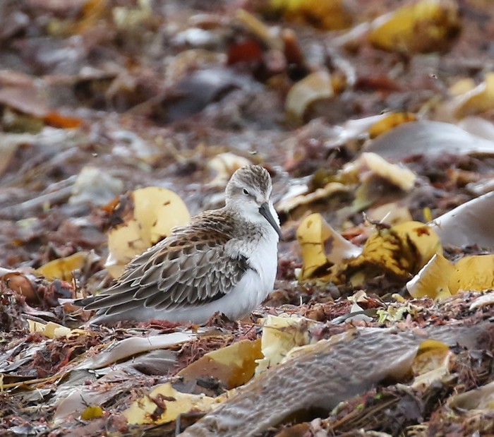 Western Sandpiper