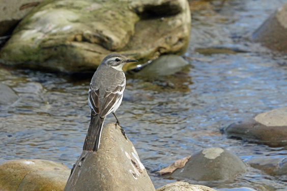 Citrine Wagtail