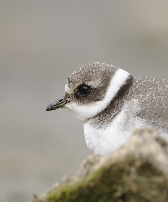 Ringed Plover
