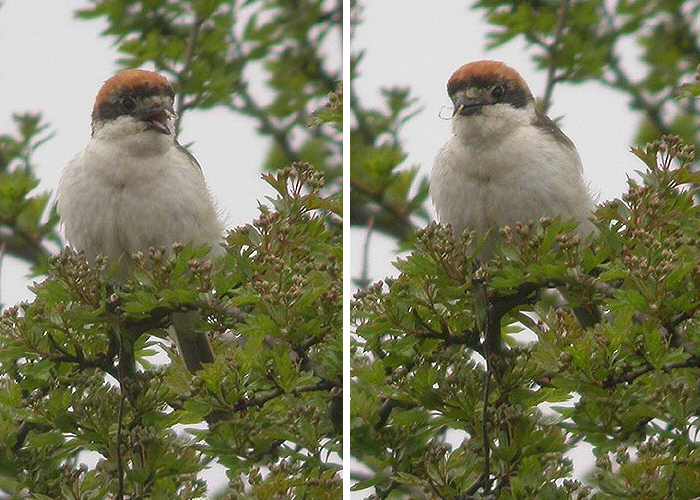 Woodchat Shrike