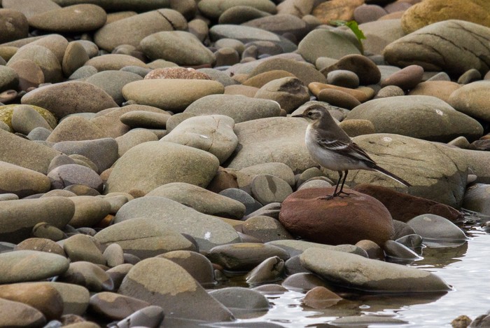 Citrine Wagtail