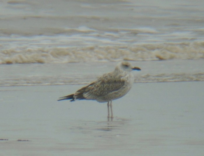 Caspian Gull