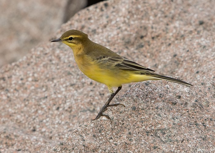 Yellow Wagtail
