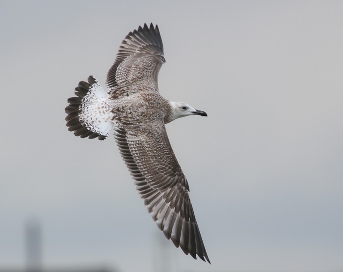 Caspian Gull