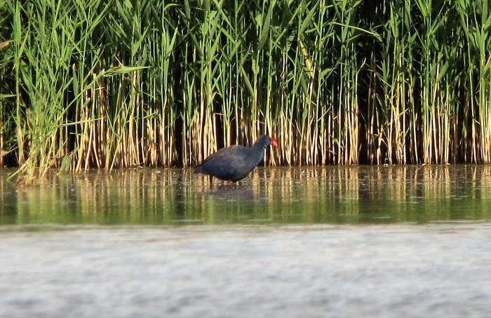 Western Purple Swamphen