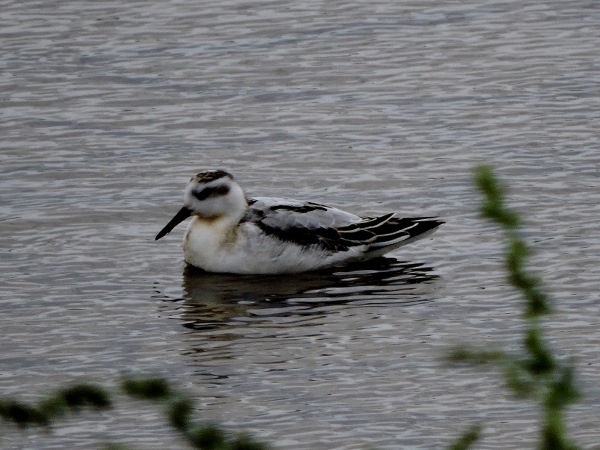 Grey Phalarope