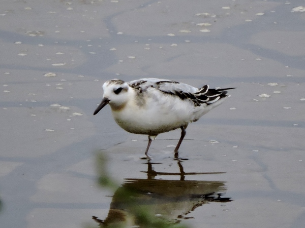 Grey Phalarope