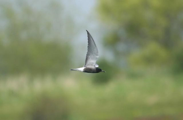Black Tern