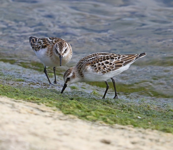 Little Stint