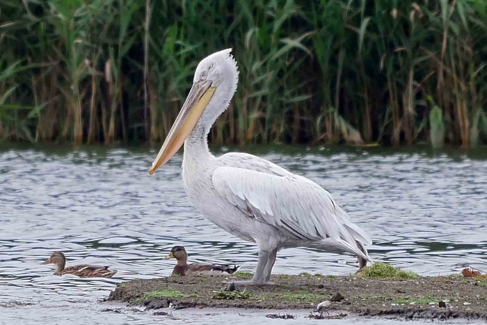 Dalmatian Pelican