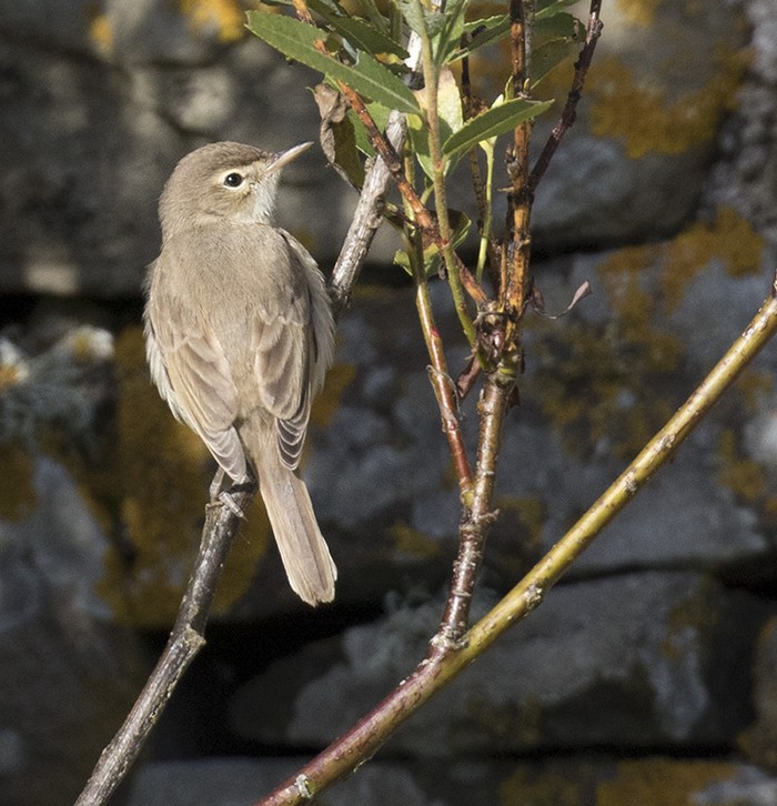 Booted Warbler