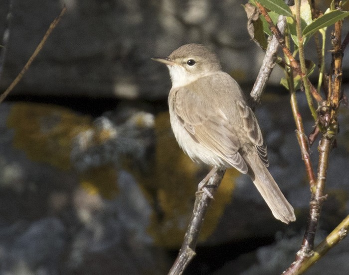 Booted Warbler