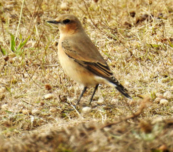 Wheatear