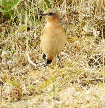 Wheatear