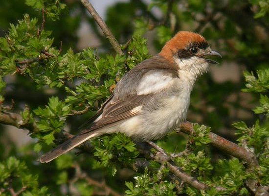 Woodchat Shrike