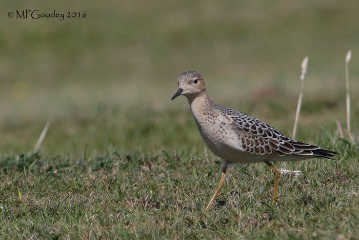 Buff-breasted Sandpiper