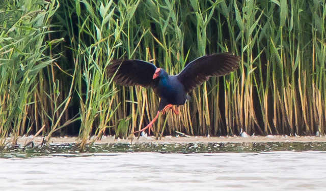 Western Purple Swamphen