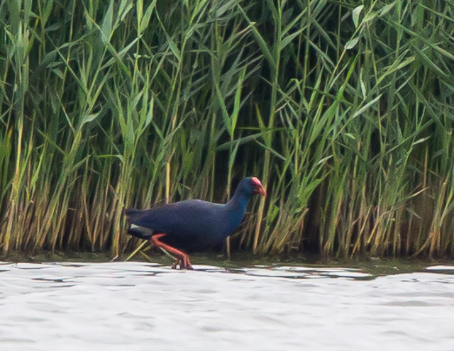 Western Purple Swamphen