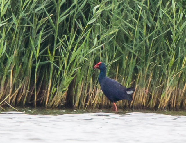 Western Purple Swamphen