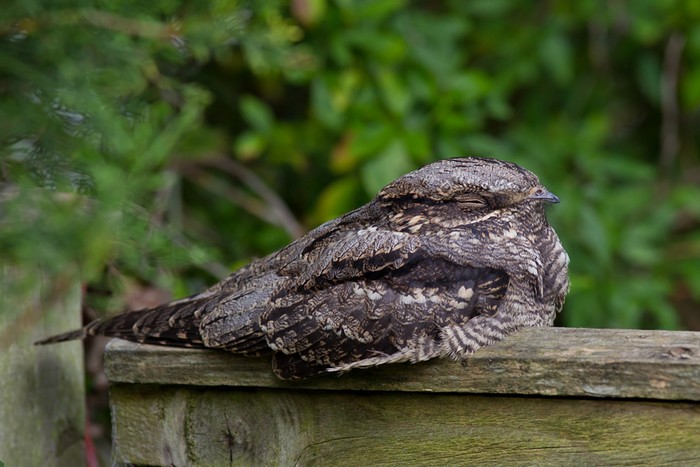 Nightjar