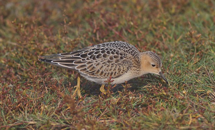 Buff-breasted Sandpiper
