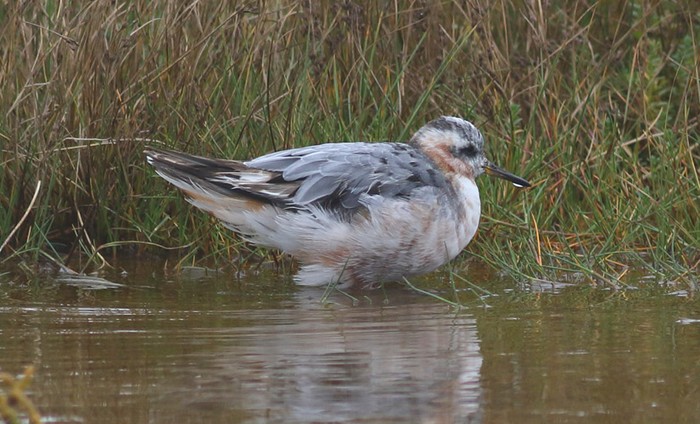 Grey Phalarope
