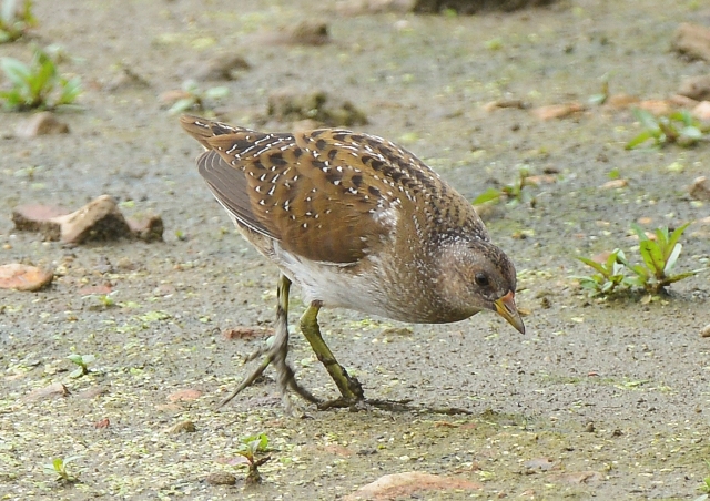 Spotted Crake