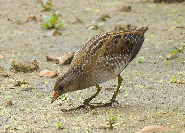 Spotted Crake
