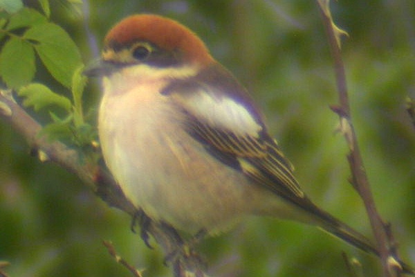 Woodchat Shrike