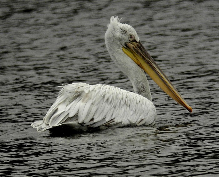 Dalmatian Pelican