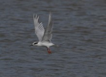 Forster's Tern