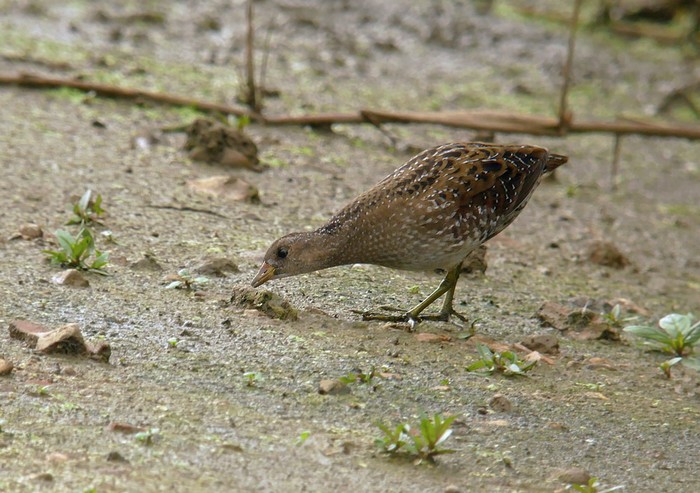 Spotted Crake