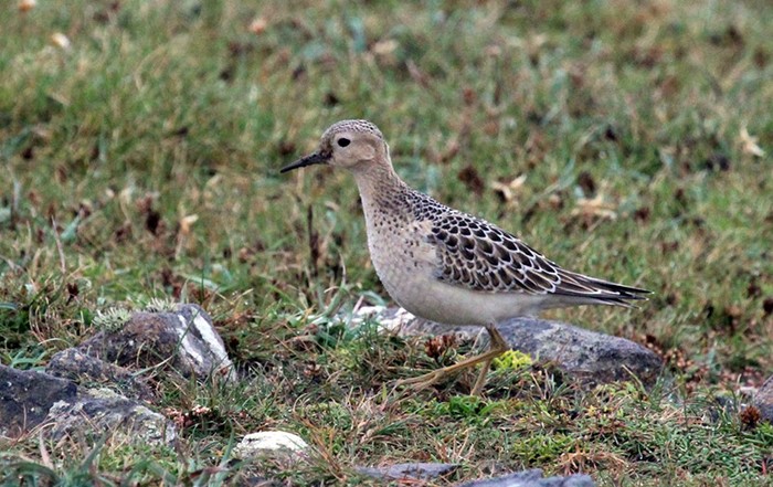 Buff-breasted Sandpiper
