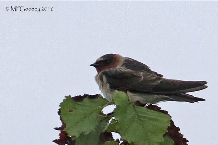 Cliff Swallow