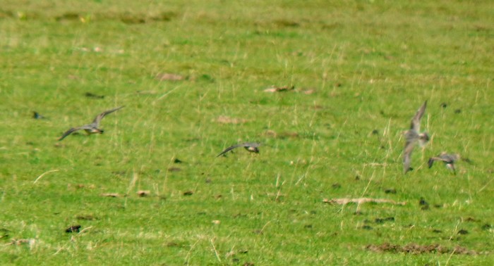 Buff-breasted Sandpiper