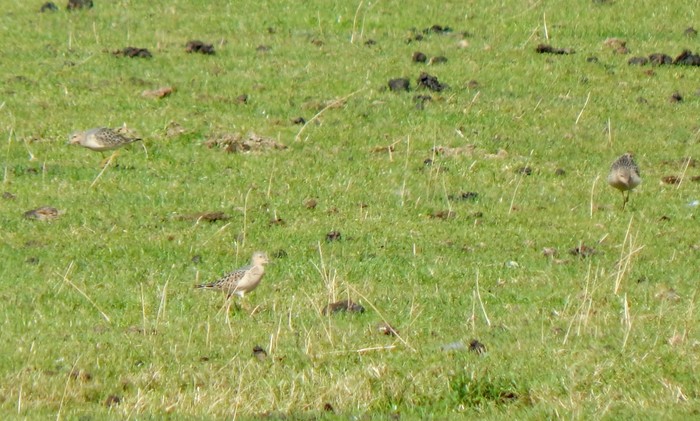Buff-breasted Sandpiper