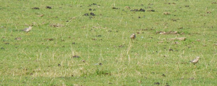 Buff-breasted Sandpiper