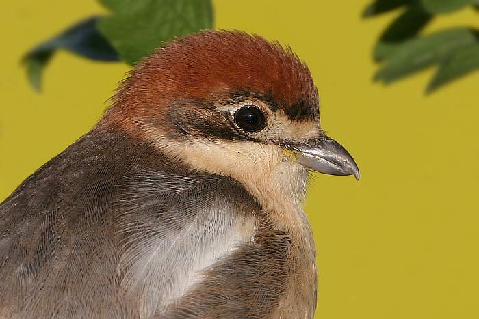 Woodchat Shrike