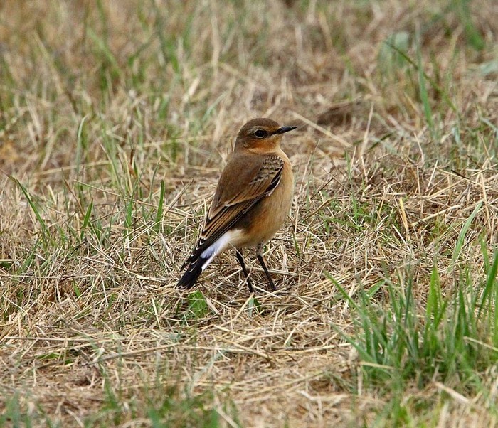 Wheatear