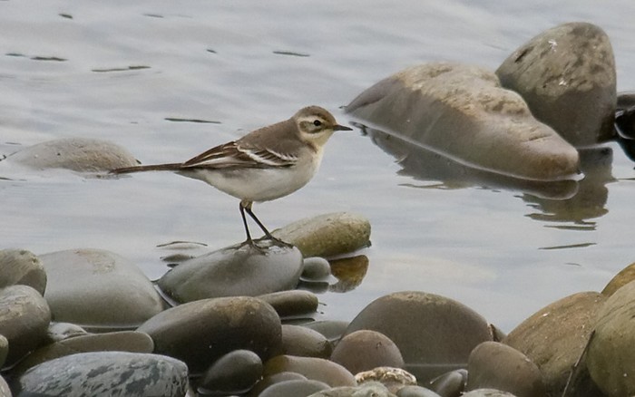 Citrine Wagtail