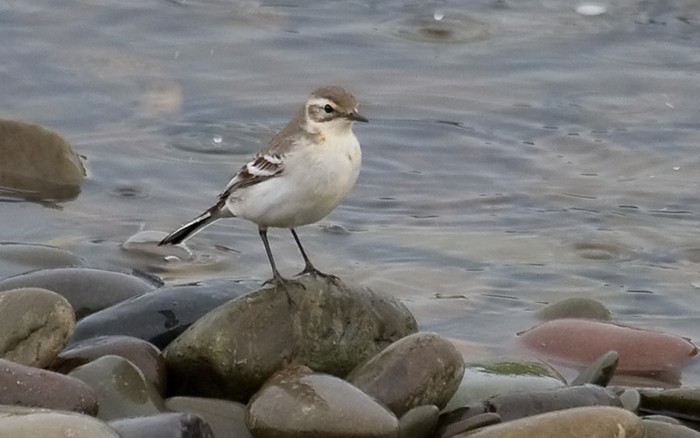 Citrine Wagtail