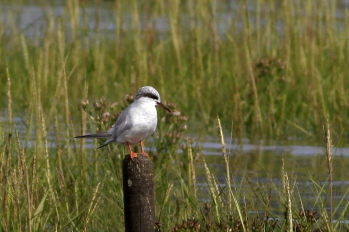 Forster's Tern