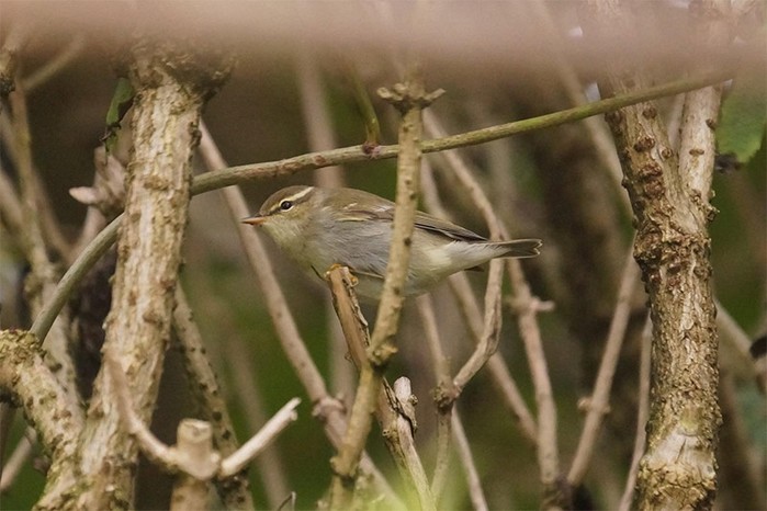Arctic Warbler