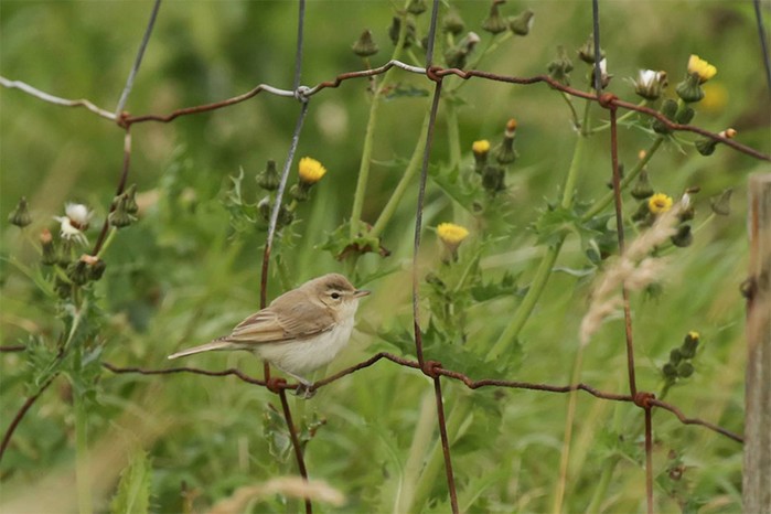 Booted Warbler