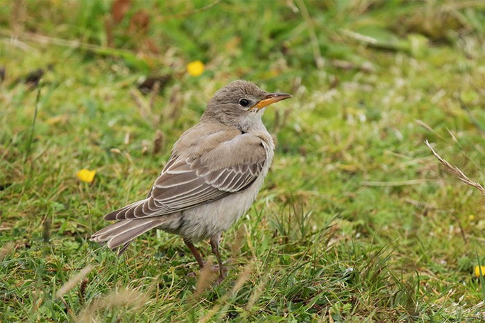 Rose-coloured Starling