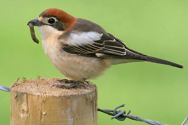 Woodchat Shrike