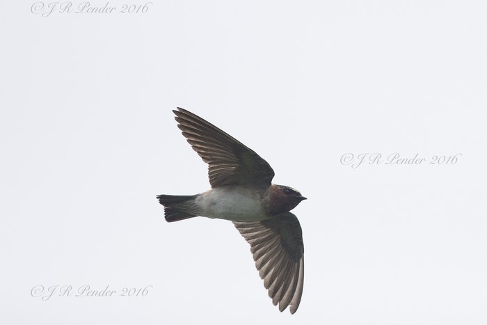 Cliff Swallow